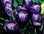 Violet Iris unknow artist